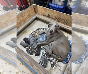 Mother of the Labrador Retriever puppies born on 07/19/2022