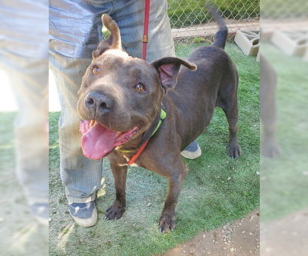 Medium Photo #7 American Pit Bull Terrier-Unknown Mix Puppy For Sale in Ventura, CA, USA