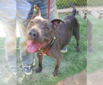 Small #6 American Pit Bull Terrier Mix