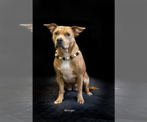 Ginger - Female Chihuahua-Unknown Mix Dog for Adoption - Photo #2
