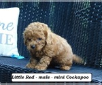 Small #1 Cock-A-Poo