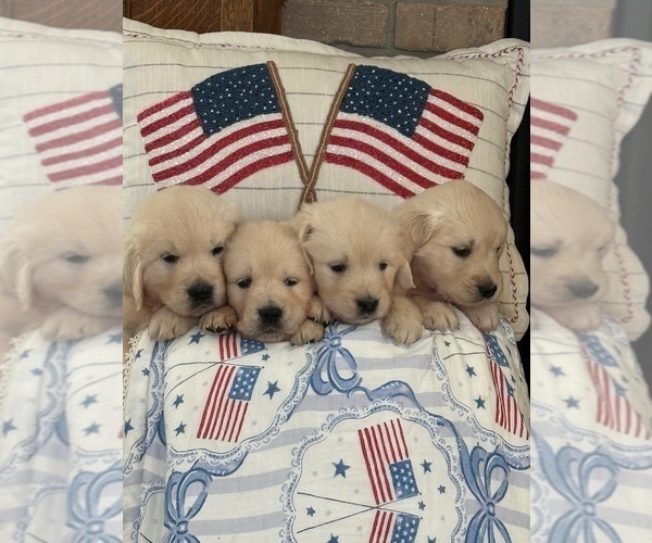 Medium Photo #2 English Cream Golden Retriever Puppy For Sale in BYRON CENTER, MI, USA