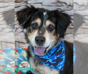 Colonial Cocker Spaniel-Unknown Mix Dogs for adoption in Kennesaw, GA, USA