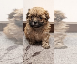 Zuchon Puppy for sale in SHAWNEE, KS, USA