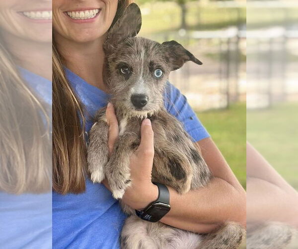 Medium Photo #2 Australian Shepherd-Unknown Mix Puppy For Sale in Brooklyn, NY, USA