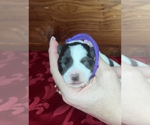 Schnauzer (Miniature) Puppy for sale in BIG CABIN, OK, USA