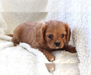 Cavachon Puppy for sale in FREDERICKSBURG, OH, USA