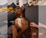 Small #11 American Pit Bull Terrier-Siberian Husky Mix