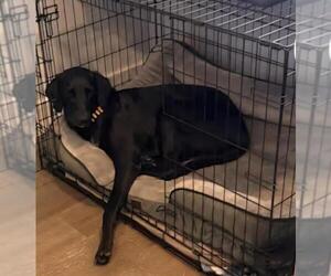 Lefty - Female Labrador Retriever Dog for Adoption - Photo #3
