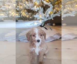 Goldendoodle (Miniature) Puppy for sale in LAKE STEVENS, WA, USA