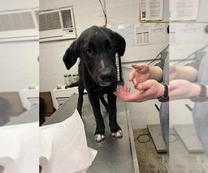 Labrador Retriever Dogs for adoption in San Andreas, CA, USA