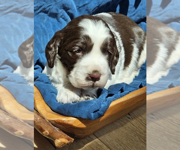 Medium Photo #11 English Springer Spaniel Puppy For Sale in WOOSTER, OH, USA