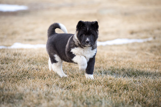 Akita Puppy for sale in CHEYENNE, WY, USA