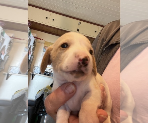 Medium Photo #19 Dachshund Puppy For Sale in MONONA, IA, USA