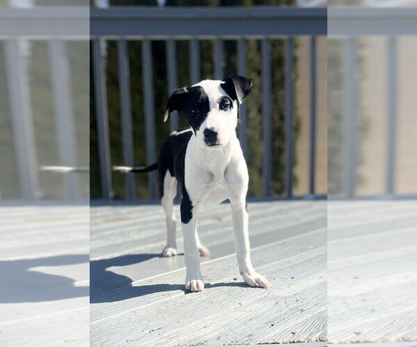 Medium Photo #8 Labrador Retriever-Unknown Mix Puppy For Sale in Brewster, NY, USA