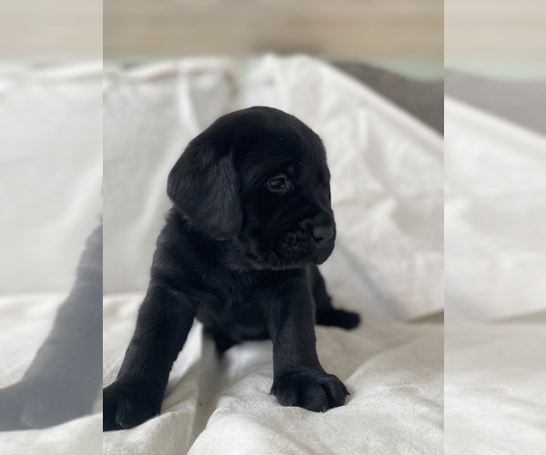 Medium Photo #20 Labrador Retriever Puppy For Sale in NEW HOLLAND, PA, USA