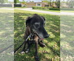 Small #1 Labrador Retriever Mix