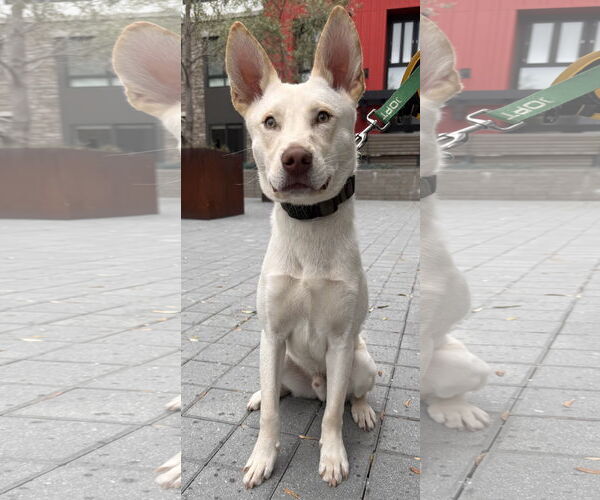 Medium Photo #4 Huskies -Unknown Mix Puppy For Sale in Lake Elsinore, CA, USA