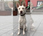 Small #3 Huskies  Mix