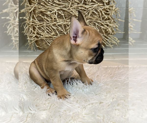 Medium Photo #2 French Bulldog Puppy For Sale in MBORO, TN, USA