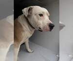 A663343 - Male American Pit Bull Terrier Dog for Adoption - Small photo