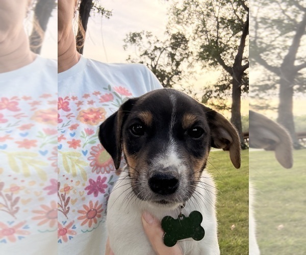 Medium Photo #2 Jack Russell Terrier Puppy For Sale in FREEMAN, MO, USA