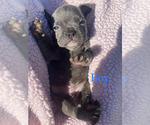 Puppy 2 French Bulldog