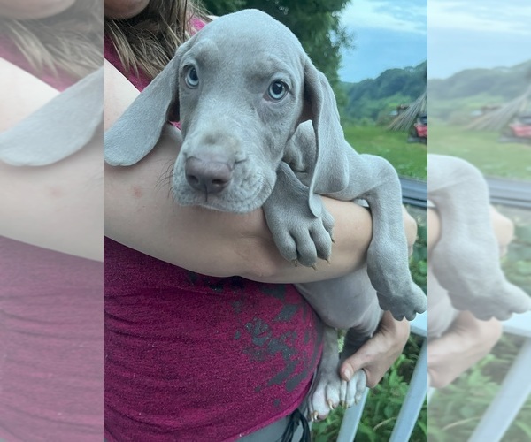 Medium Photo #17 Great Dane Puppy For Sale in SPRAGGS, PA, USA