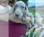 Small #16 Great Dane