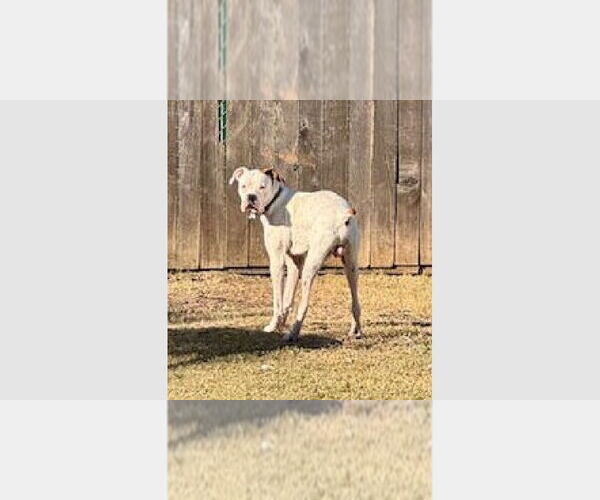 Medium Photo #1 Boxer Puppy For Sale in Austin, TX, USA