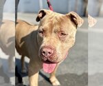 Small #10 American Staffordshire Terrier Mix