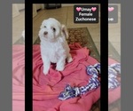 Small #1 Havanese-Zuchon Mix