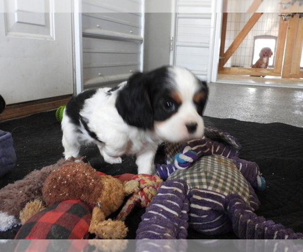 Medium Photo #4 Cavalier King Charles Spaniel Puppy For Sale in CARLISLE, KY, USA