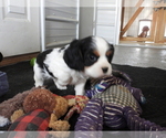 Small #3 Cavalier King Charles Spaniel