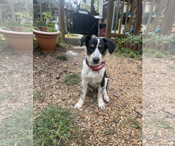 Medium Photo #2 Mutt Puppy For Sale in Garden City, NY, USA