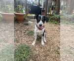 Small #1 Mutt