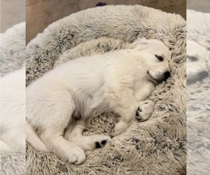 English Cream Golden Retriever Puppy for sale in COLLIERVILLE, TN, USA