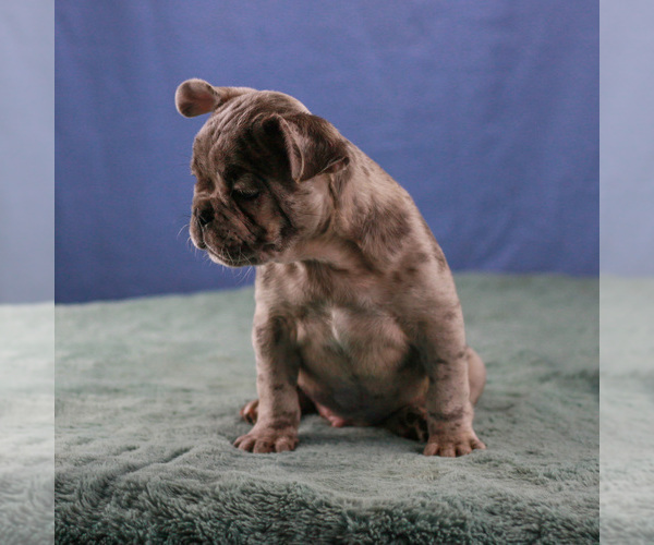 Medium Photo #2 French Bulldog Puppy For Sale in BROOKLYN, NY, USA