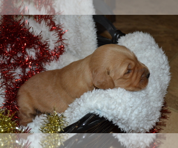 Medium Photo #31 Golden Retriever Puppy For Sale in GREENWOOD, WI, USA