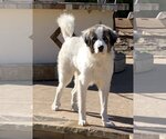 Small Photo #5 Great Pyrenees Puppy For Sale in Bend, OR, USA