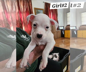 American Pit Bull Terrier-American Staffordshire Terrier Mix Dogs for adoption in Chester, VA, USA