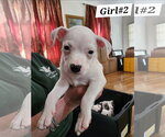 Girl #2 - Female American Pit Bull Terrier-American Staffordshire Terrier Mix Dog for Adoption - Small photo