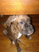 Small Photo #1 Boxer Puppy For Sale in INDEPENDENCE, MO, USA