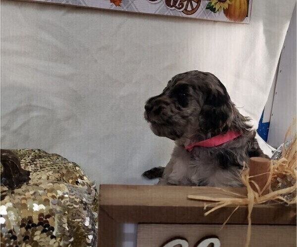 Medium Photo #14 Labradoodle Puppy For Sale in SAN ANTONIO, TX, USA