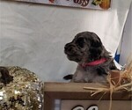 Small Photo #14 Labradoodle Puppy For Sale in SAN ANTONIO, TX, USA
