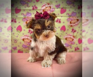 Yorkshire Terrier Puppy for sale in WINNSBORO, LA, USA