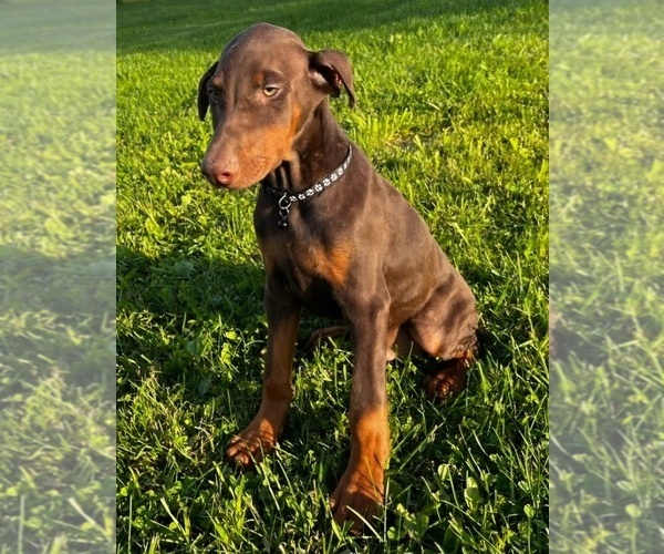 Medium Photo #5 Doberman Pinscher Puppy For Sale in POMEROY, OH, USA