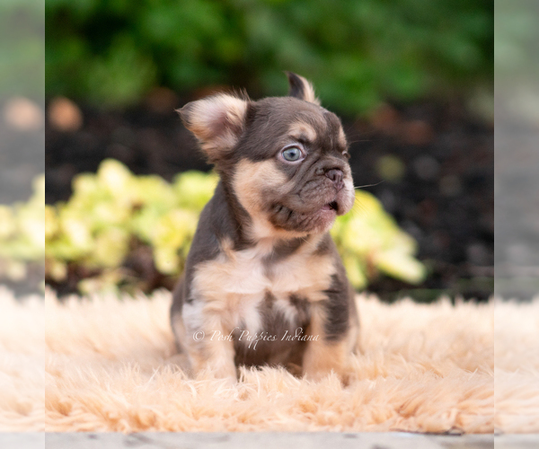 Medium Photo #5 French Bulldog Puppy For Sale in WARSAW, IN, USA