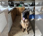 Small #5 German Shepherd Dog