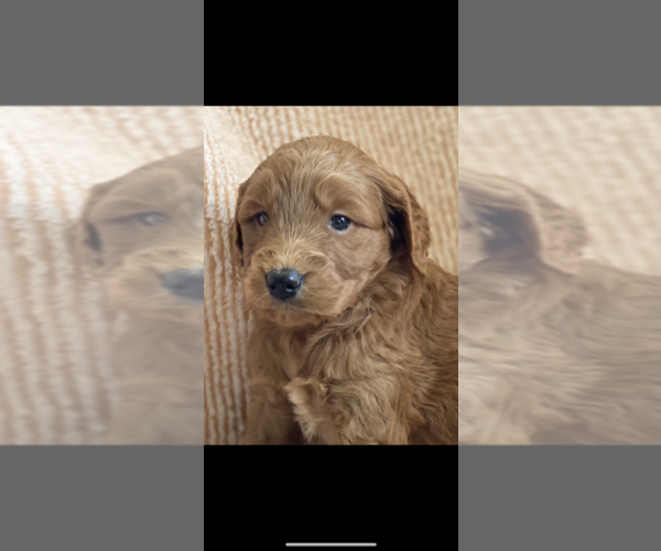 Medium Photo #2 Goldendoodle (Miniature) Puppy For Sale in NILES, MI, USA